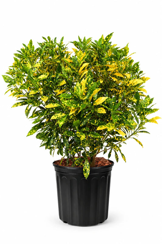 Gold dust croton