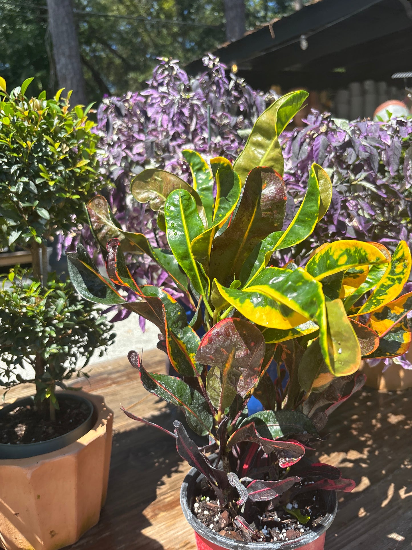 Croton Mammy (1 Gallon)