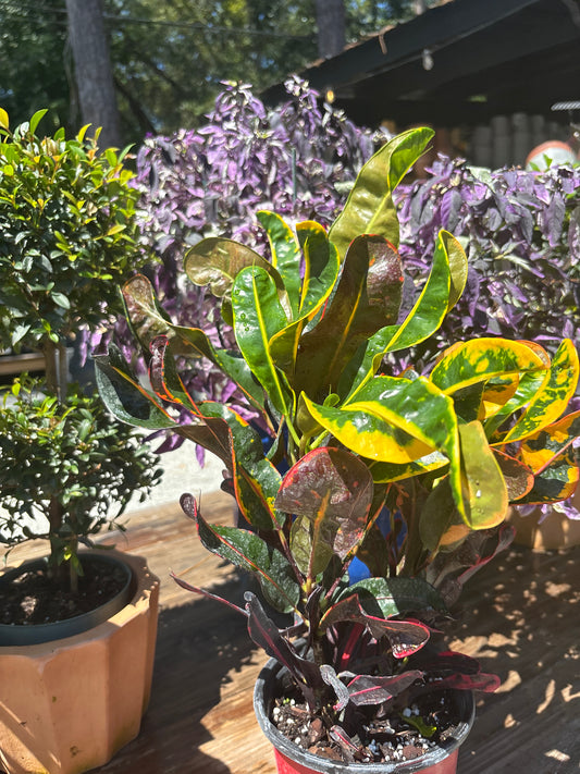 Croton Mammy (1 Gallon)