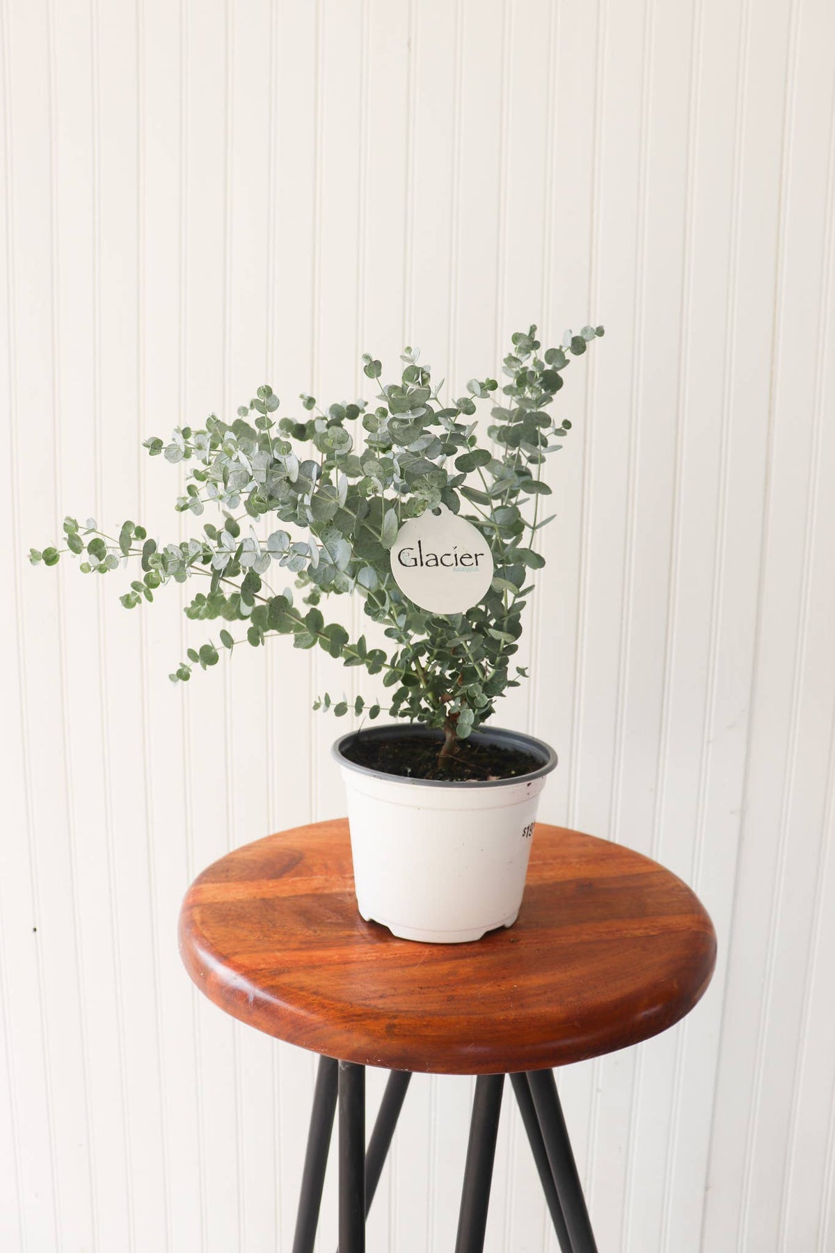6" Glacier Eucalyptus