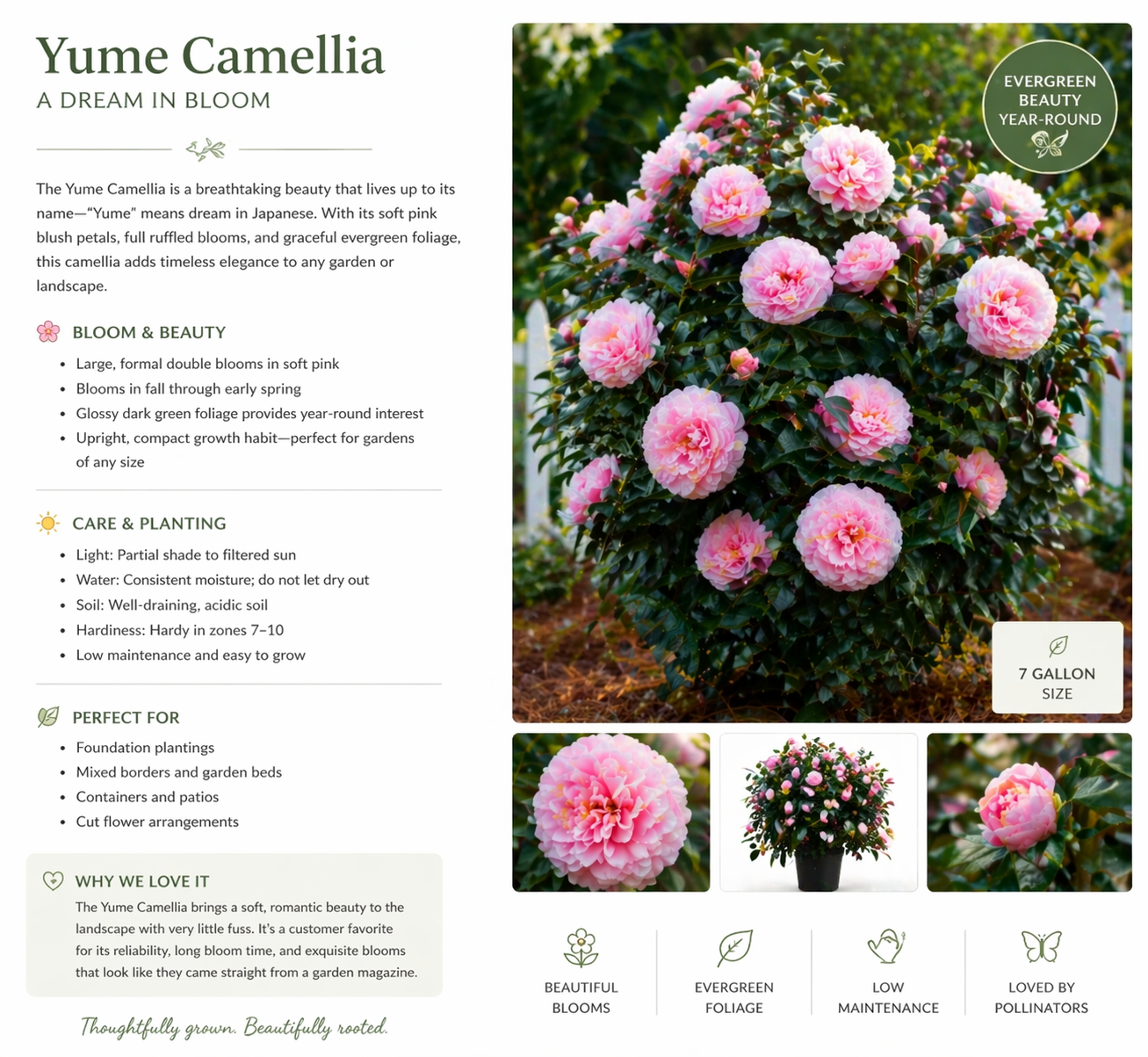 🌸 Yume Camellia (3 Gallon)