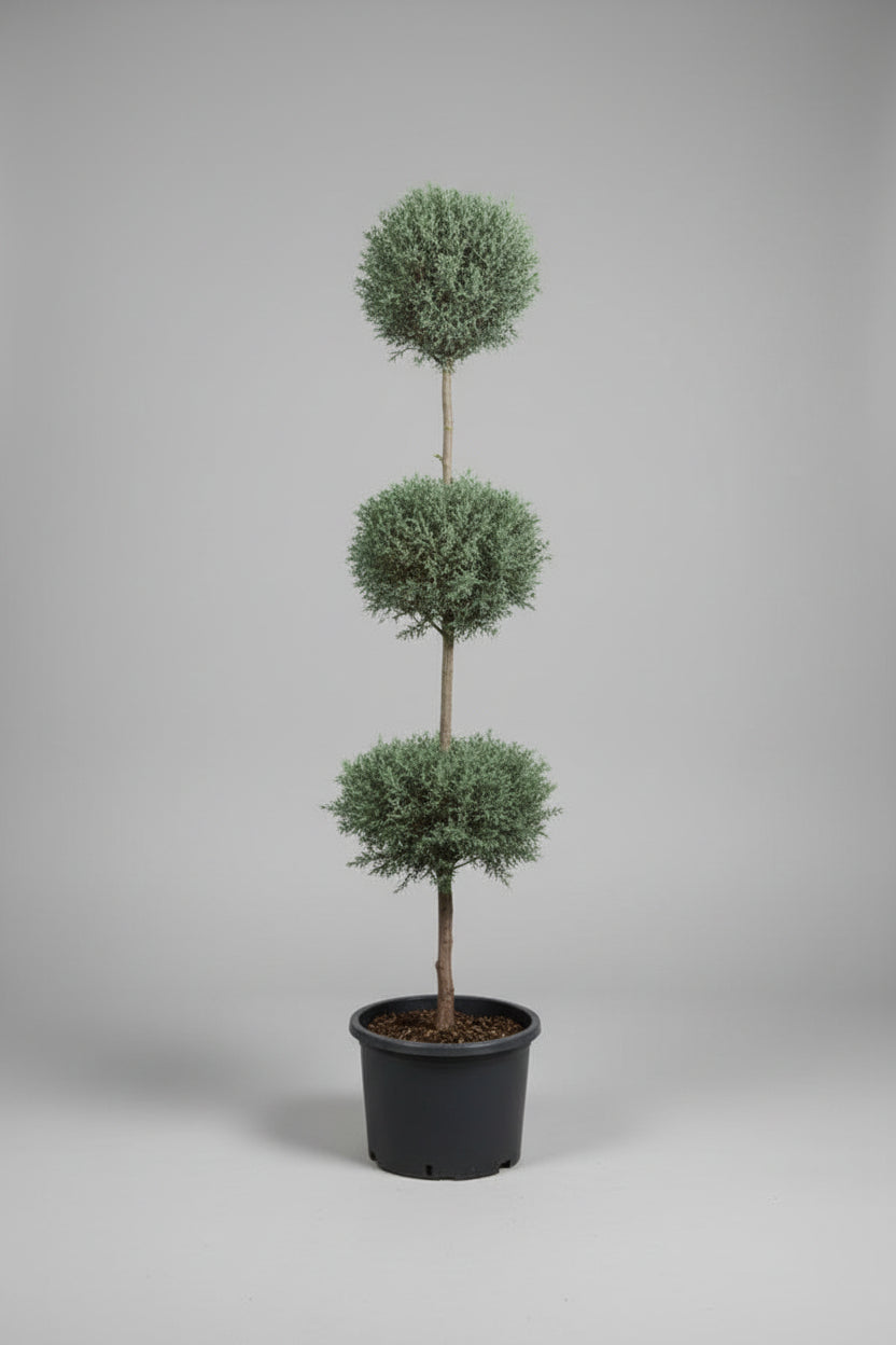 7 Gallon 3-Ball Pom Pom Carolina Sapphire Topiary Tree