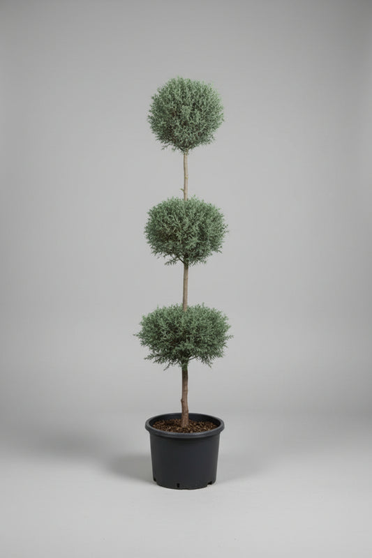 7 Gallon 3-Ball Pom Pom Carolina Sapphire Topiary Tree
