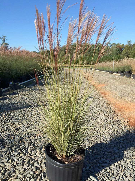 Miscanthus sinensis — Maiden Grass
