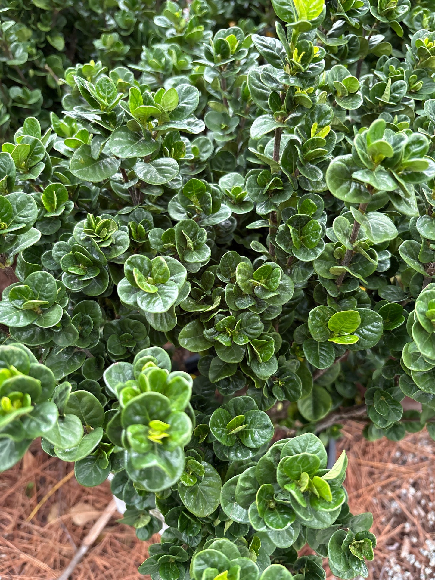 Gardenia 'Diamond Spire' (3 Gallon)