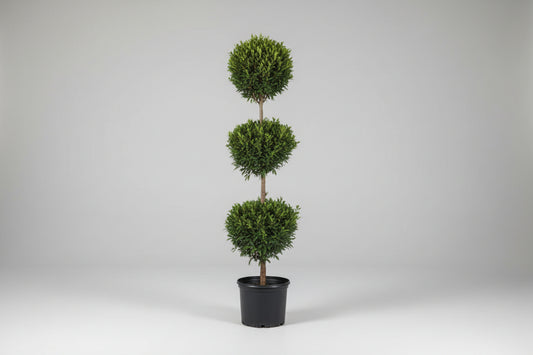 Juniper ‘Hetz’ 3-Ball Topiary – 7 Gallon