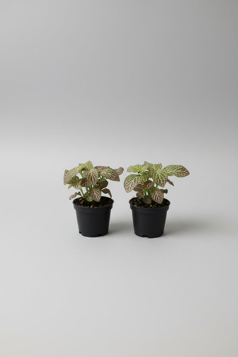 Pink Nerve Plant (2.5")