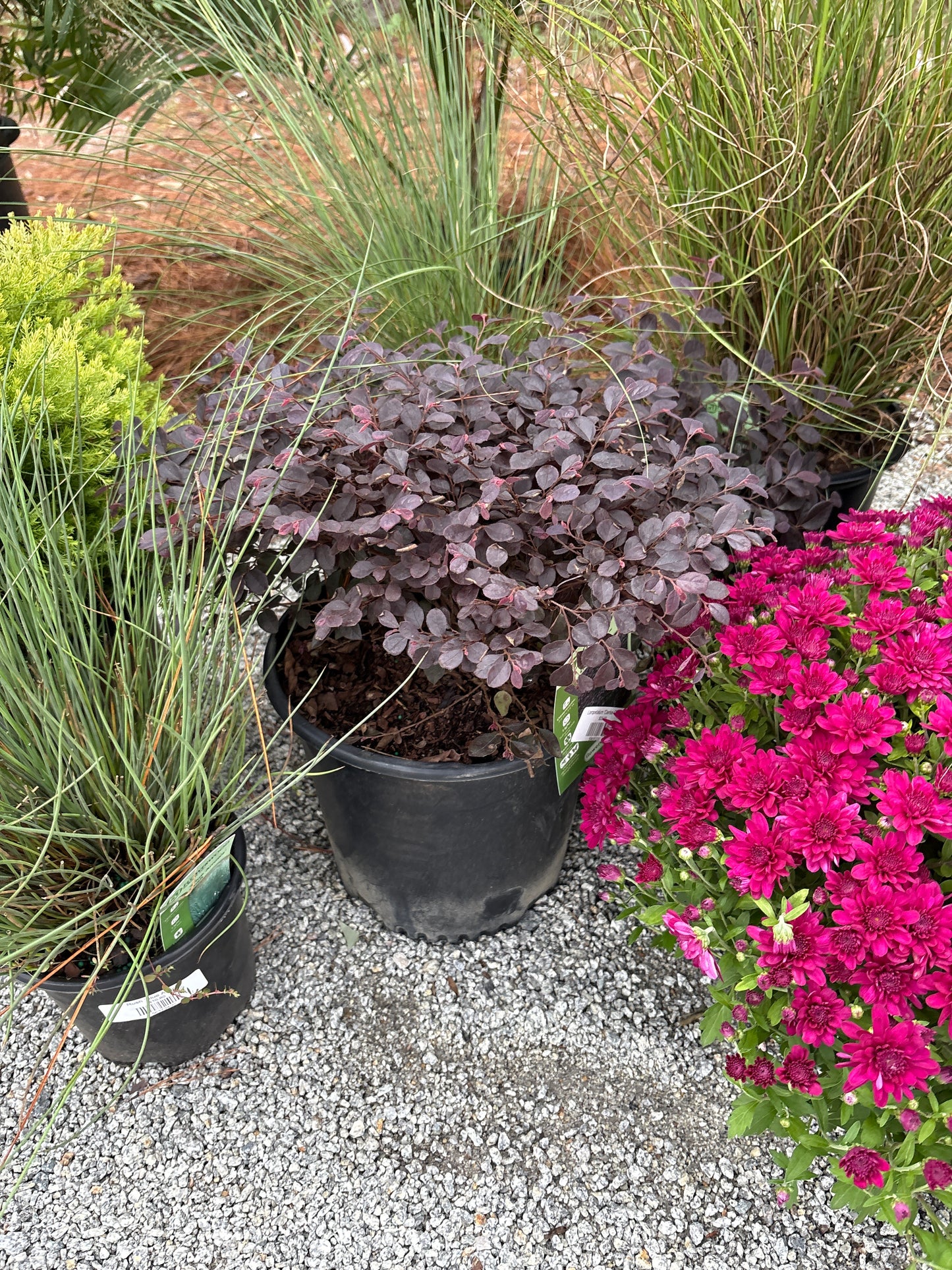 Loropetalum 'Cerise Charm'