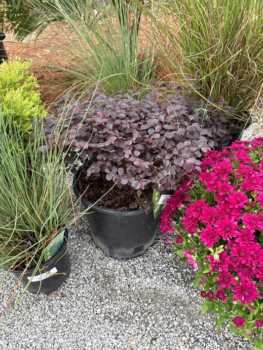 Loropetalum 'Cerise Charm'