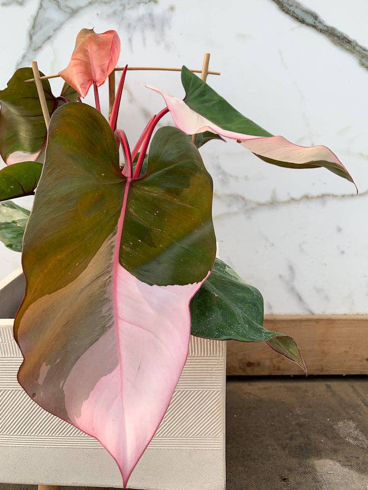 6" Pink Princess Philodendron
