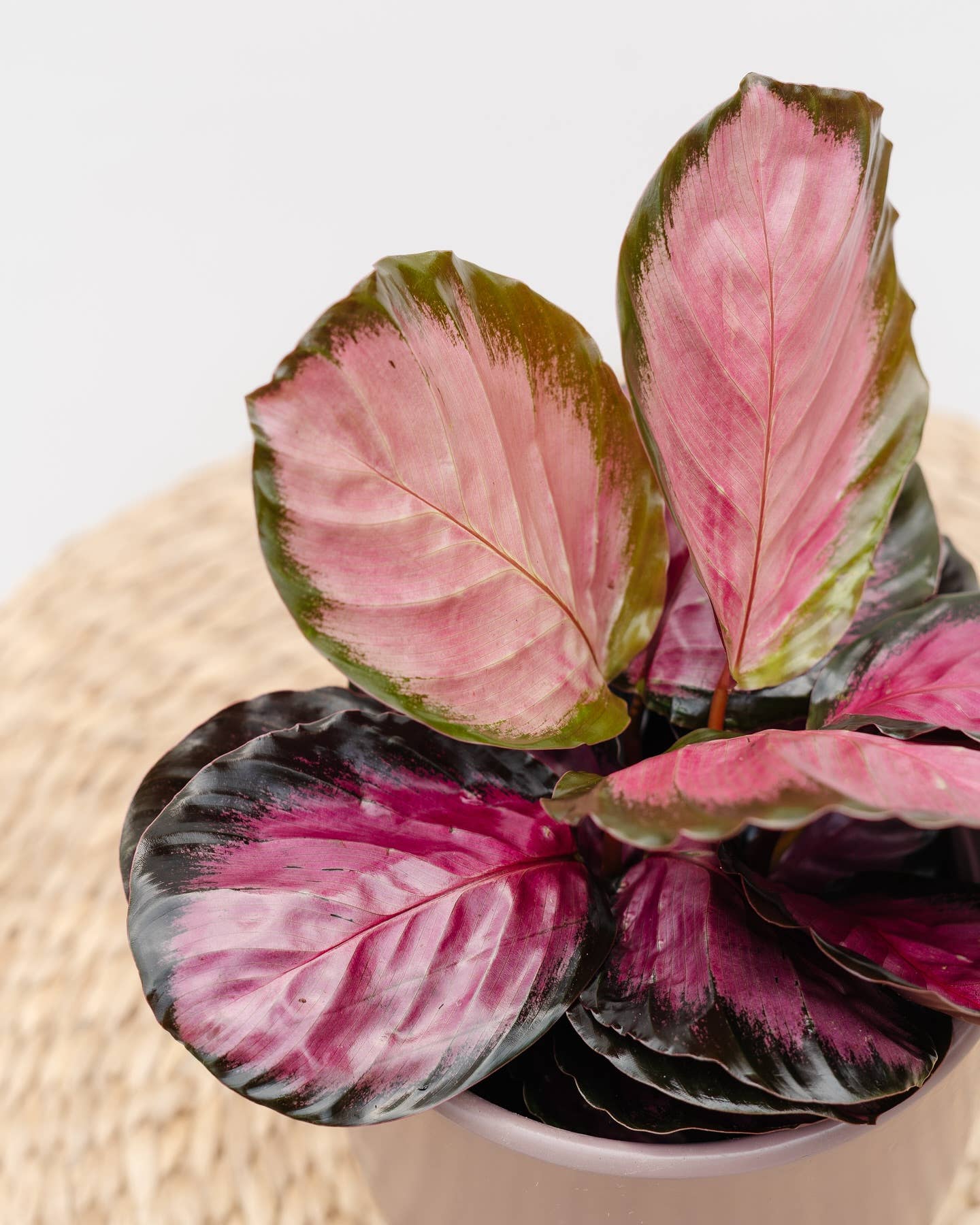 4" Calathea Assorted