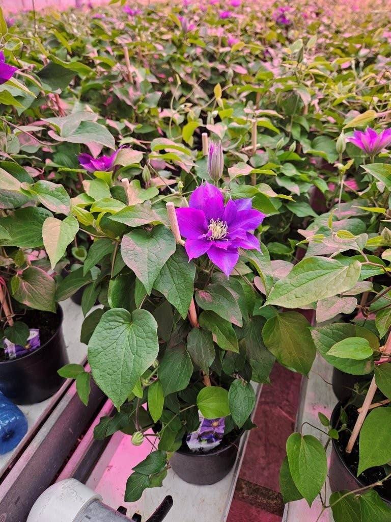Clematis (2 Gallon)
