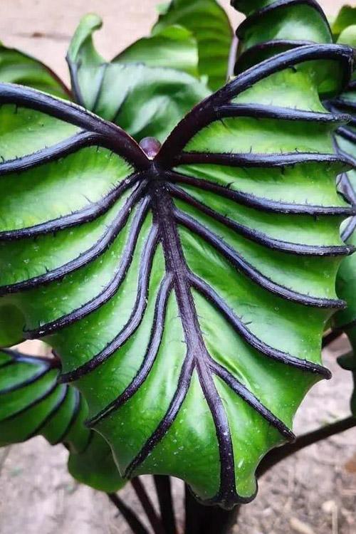 🌿 Colocasia ‘Pharaoh’s Mask’ (Elephant Ear)