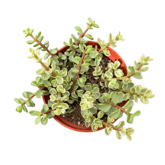 Variegated Elephant Bush | 4 inch | Portulacaria variegata