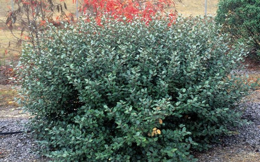 3 Gallon Elaeagnus ‘Glen St. Mary’