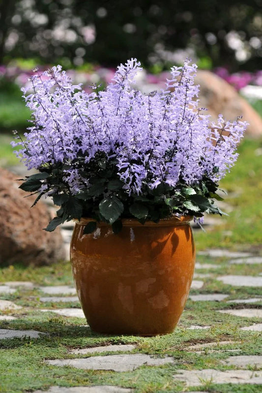 🌿 Mona Lavender (3 Gallon)