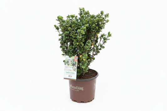 Gardenia 'Diamond Spire' (3 Gallon)