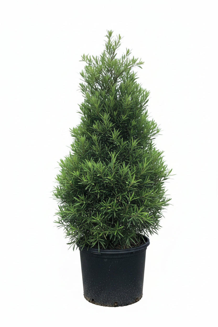 Podocarpus – 15 Gallon