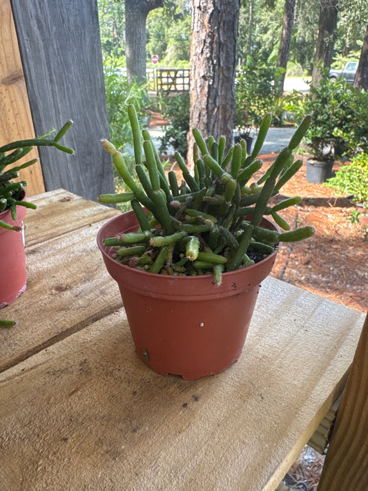 Cactus Pencil (4.5)
