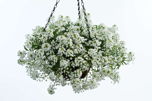 🌸 Lobularia (Sweet Alyssum) Hanging Basket – 10” or 12”