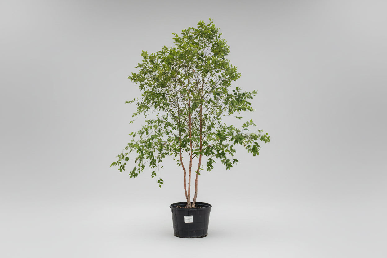 River Birch Tree – 15 Gallon