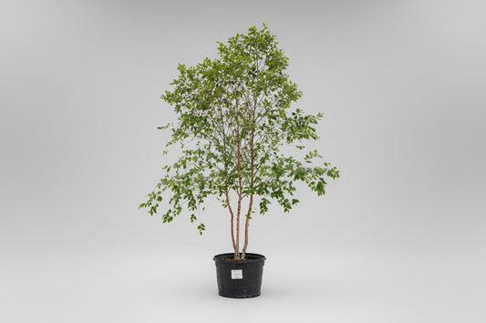 River Birch Tree – 15 Gallon