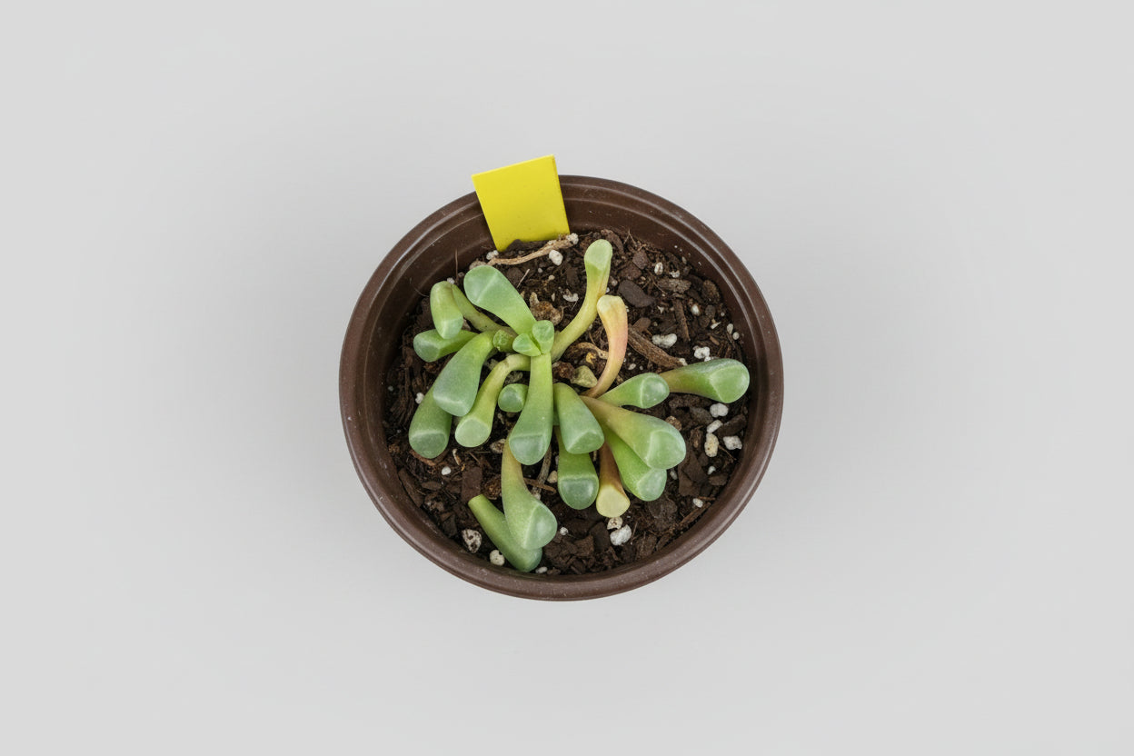 4" Baby Toes Succulent (Fenestraria rhopalophylla)
