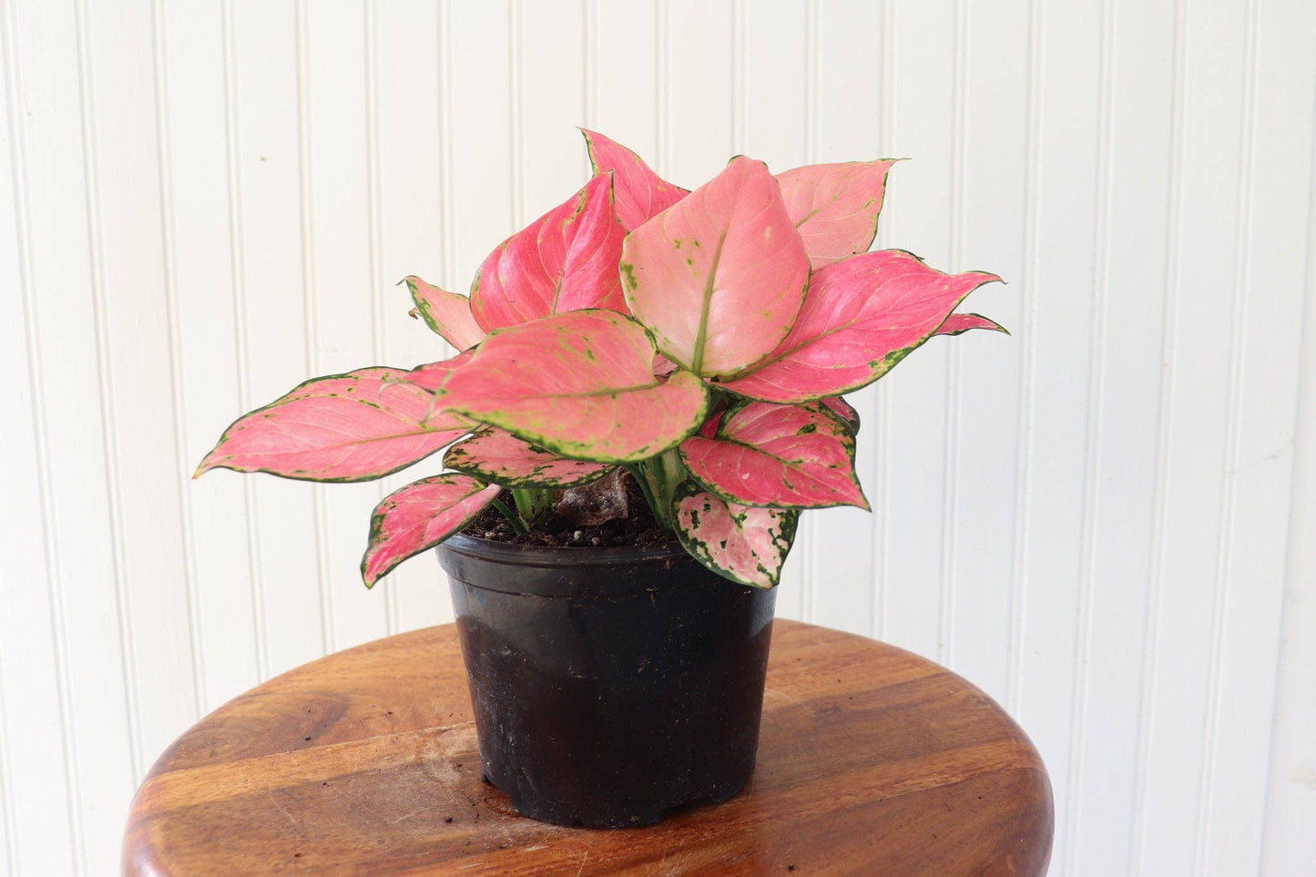 6" Aglaonema Very Red