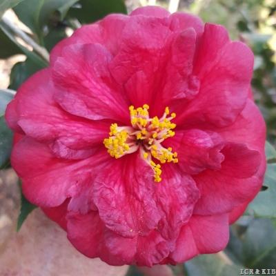🌸 Georgia Fire Camellia (Camellia japonica) – 1 Gallon