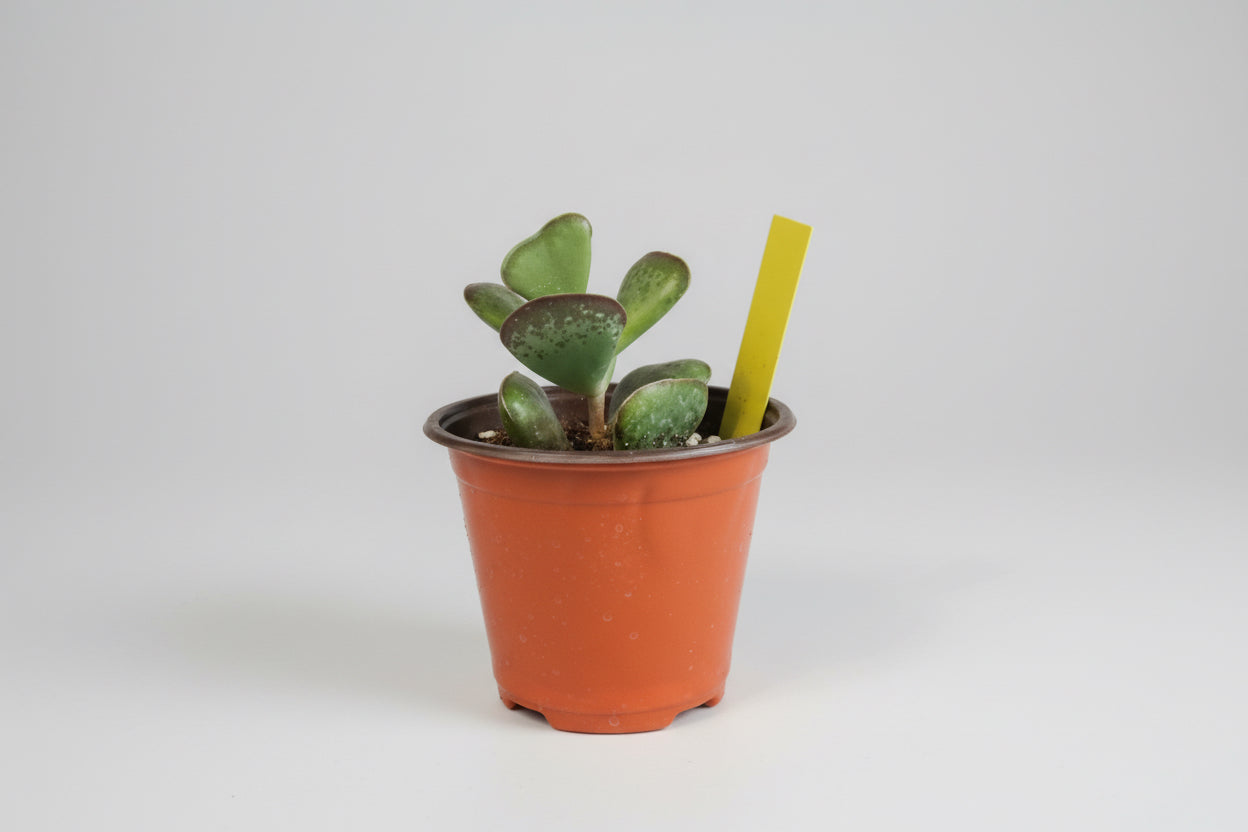 4.5” Calico Hearts Succulent 💗 | A Sweet Little Love Story in a Pot