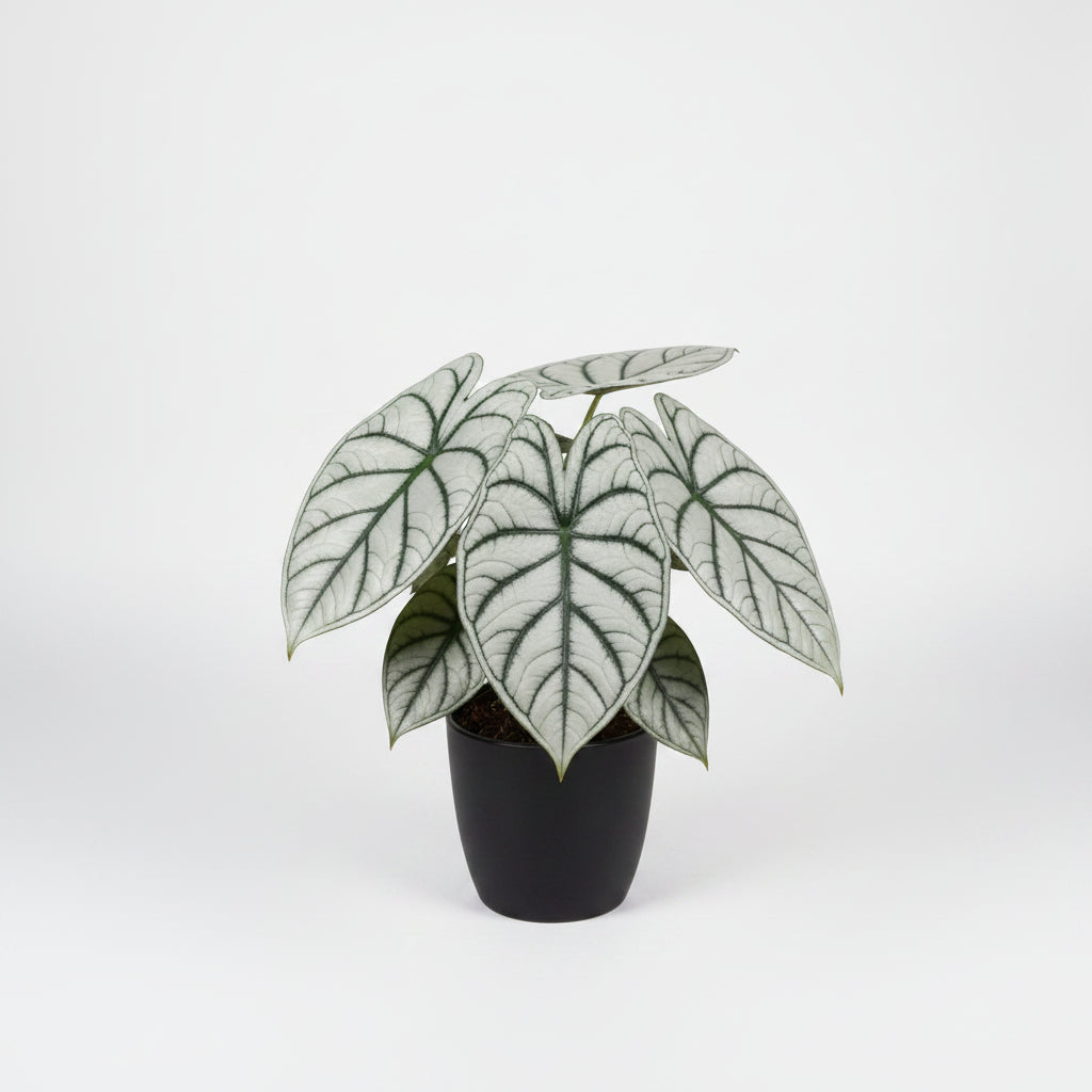 Alocasia ‘Silver Dragon’ (6”)