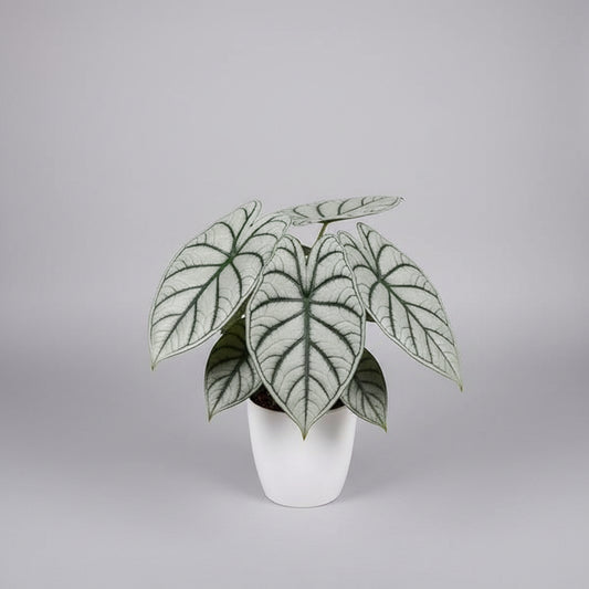 Alocasia ‘Silver Dragon’ (6”)