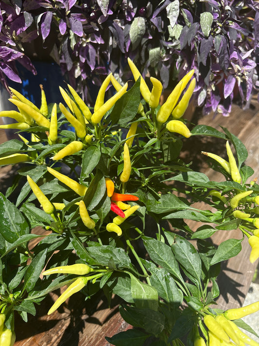 Chilly-Chili Pepper (1 Gallon)