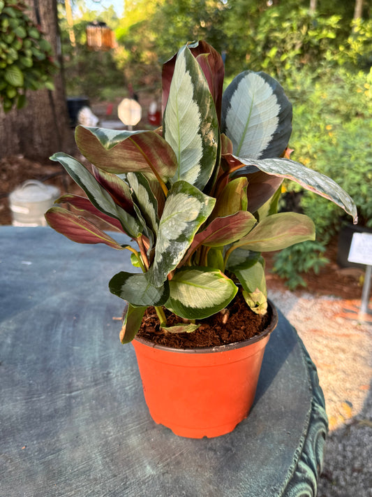 Calathea Picturata (6")