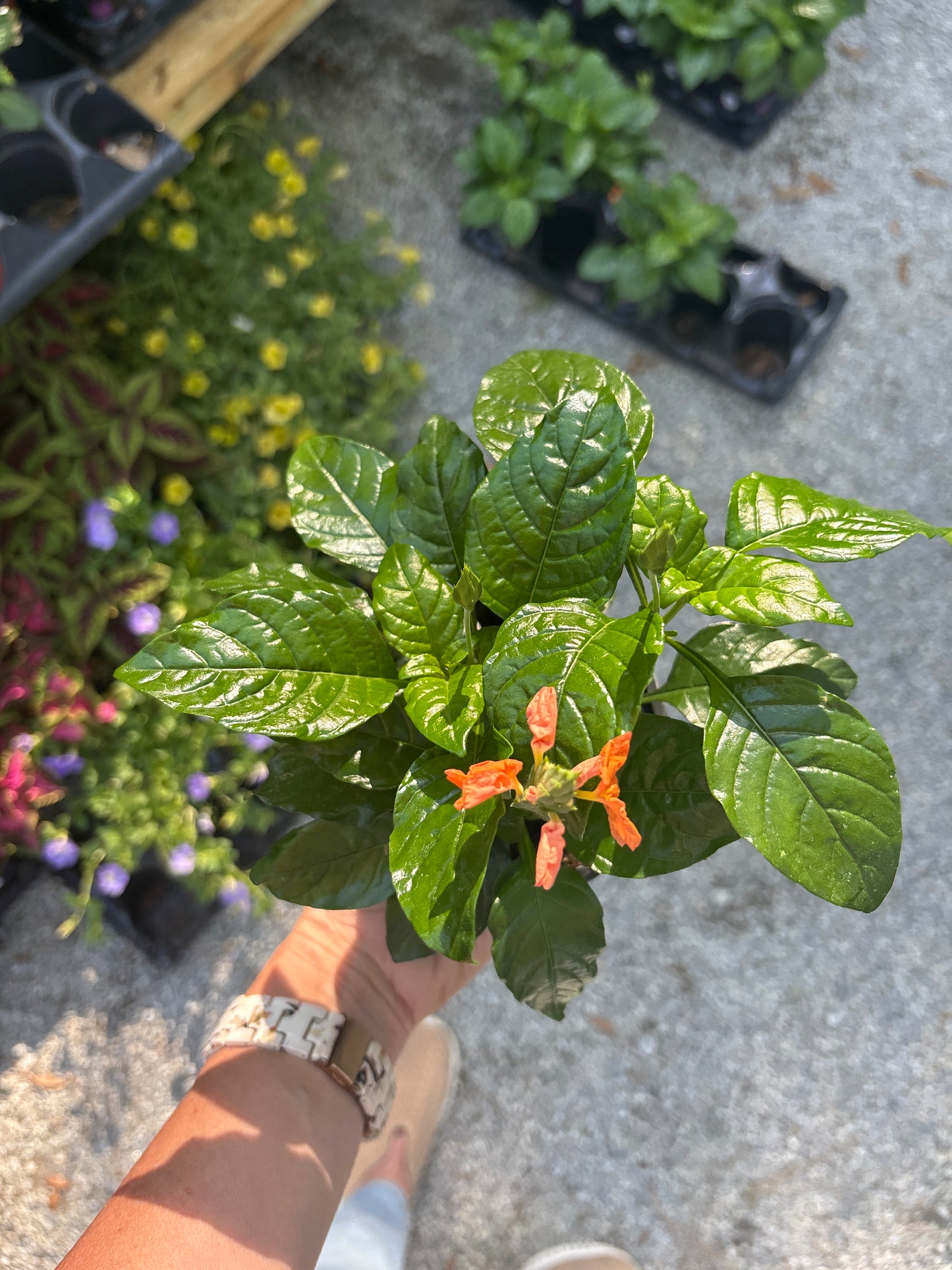 🌸 Crossandra ‘Orange Marmalade’ – 4.5” Pot 🌸
(The Firecracker Flower with Southern Charm)
