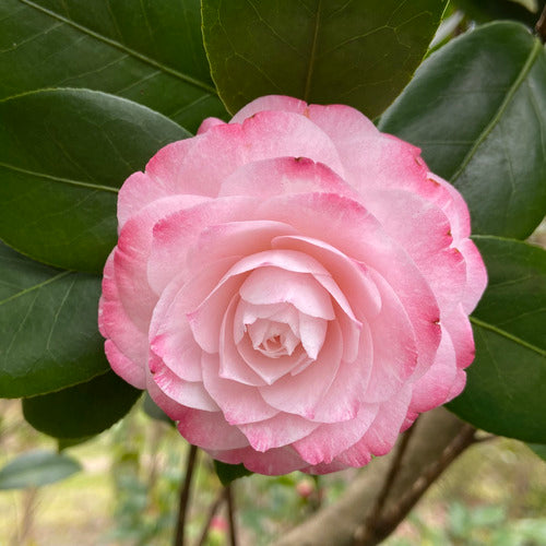 Eva’s Garden Camellia – 1 Gallon 🌸✨