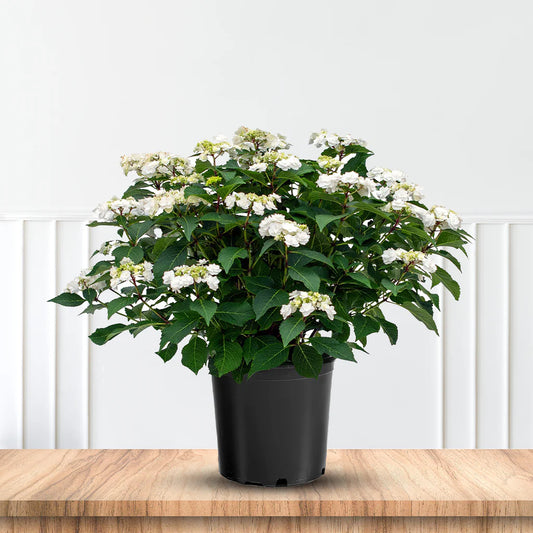 Hydrangea macrophylla 'Wedding Gown' (3 Gallon)