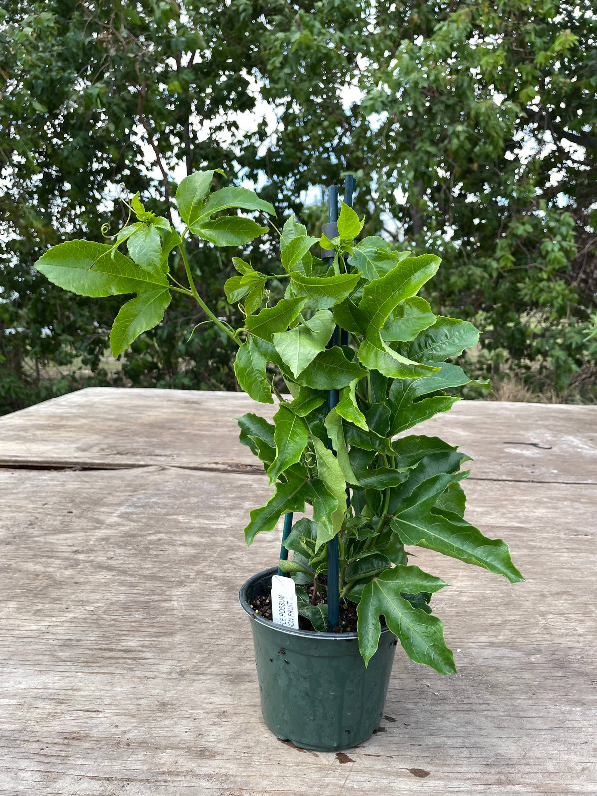 Assorted Fruit Trees (6")