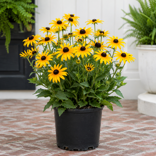 Black-Eyed Susan – 1 Gallon