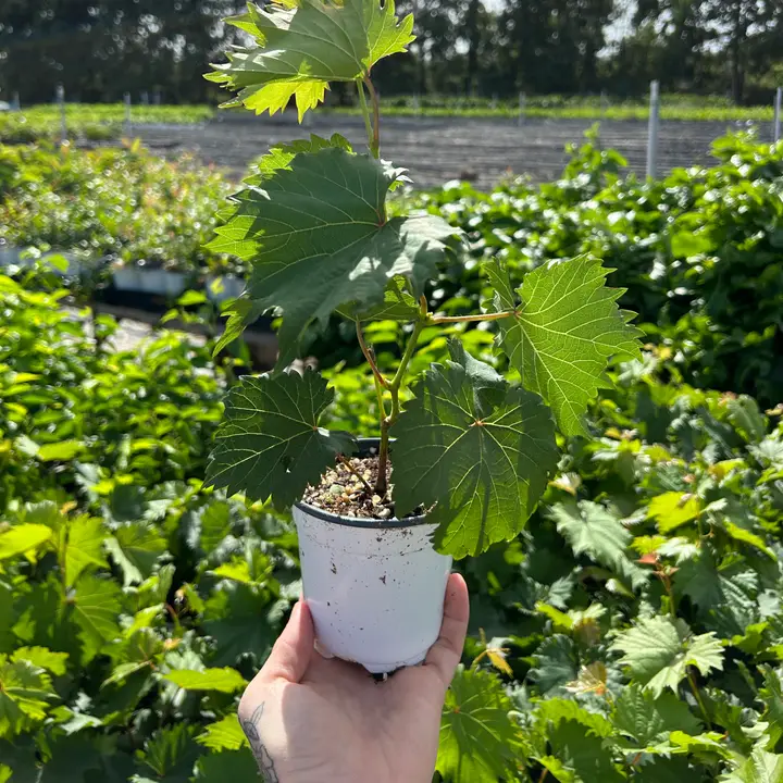 Assorted Fruit (4" Trees)