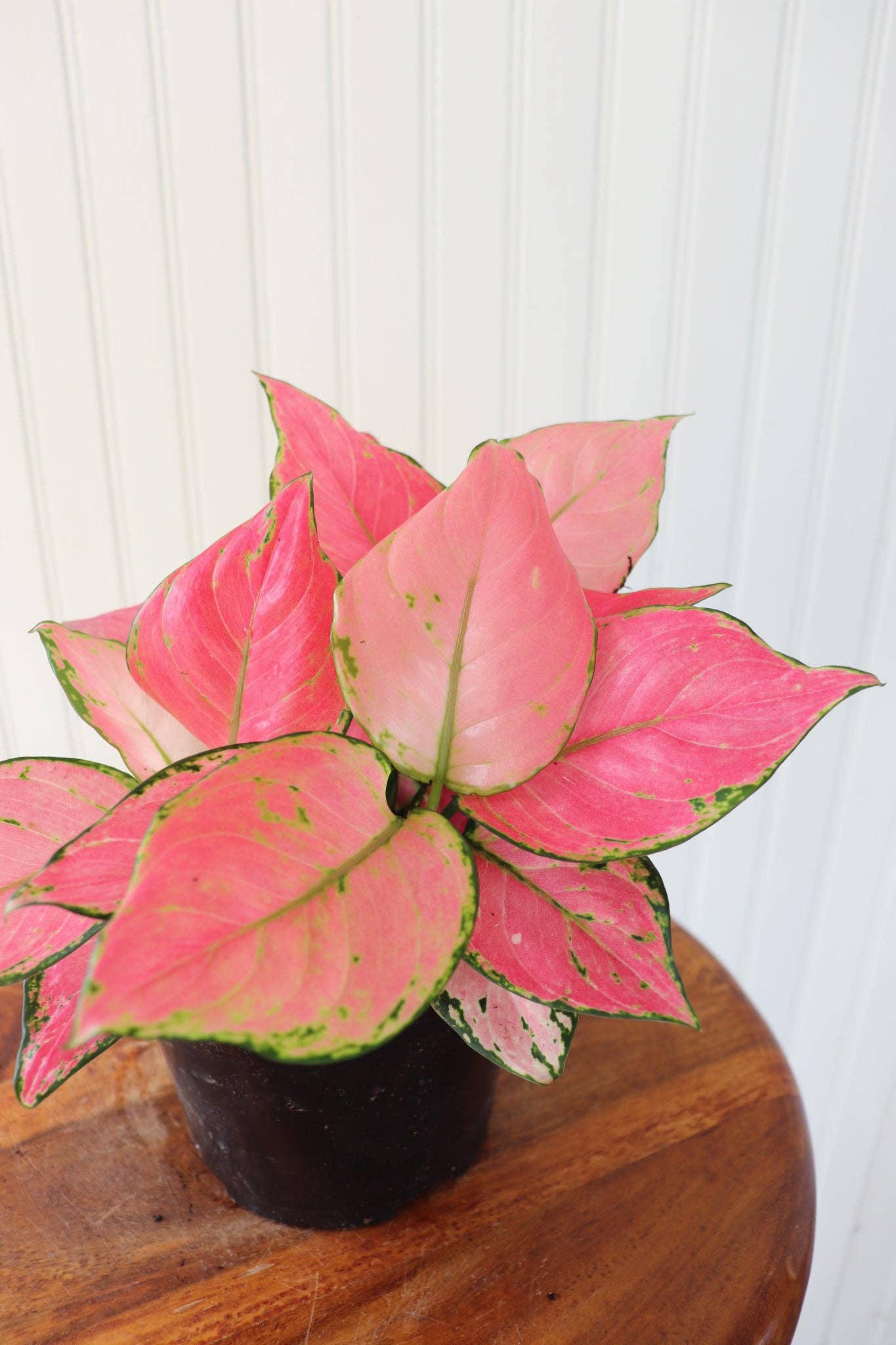 6" Aglaonema Very Red