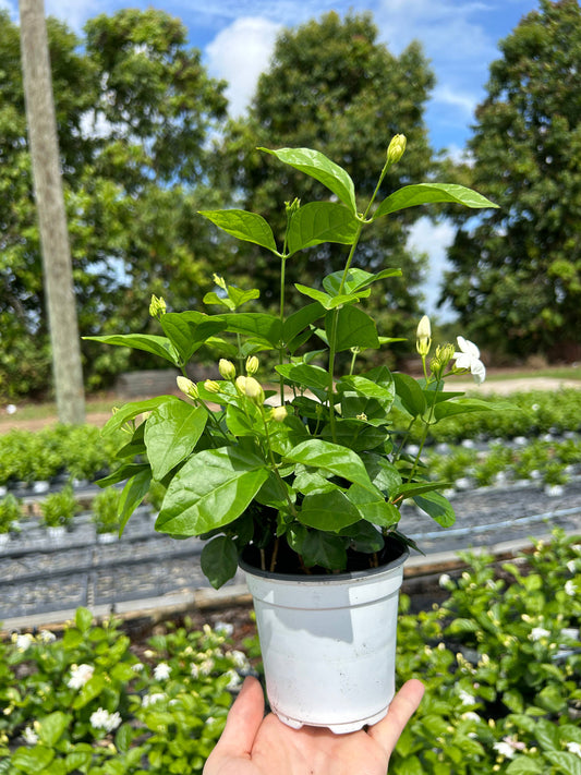4" Jasmine sambac, 'Maid of Orleans'
