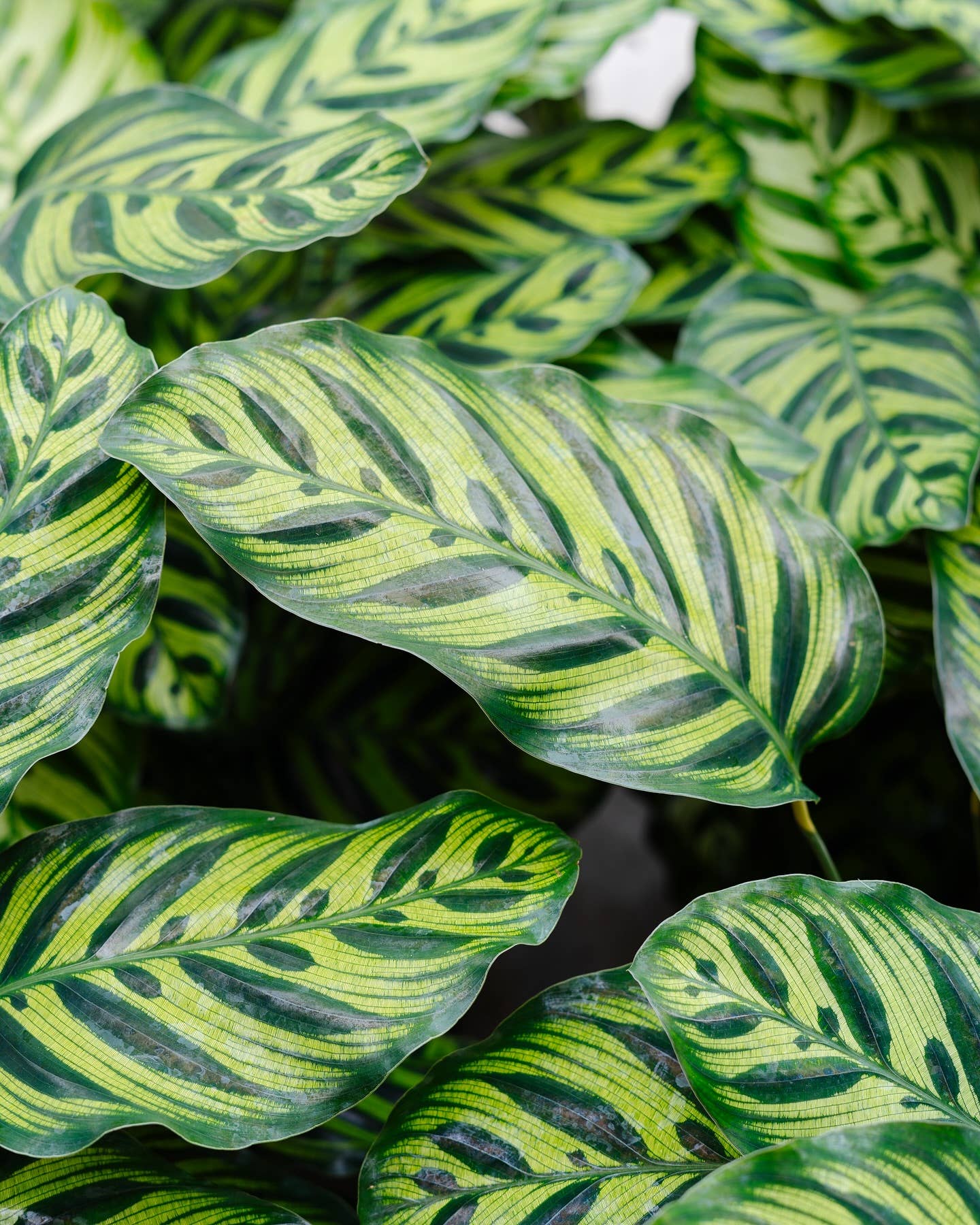 4" Calathea Assorted