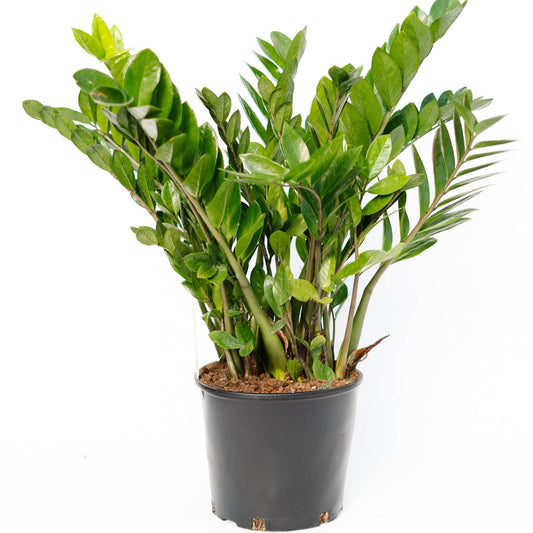 10" Zamioculcas Zamifolia ZZ Plant