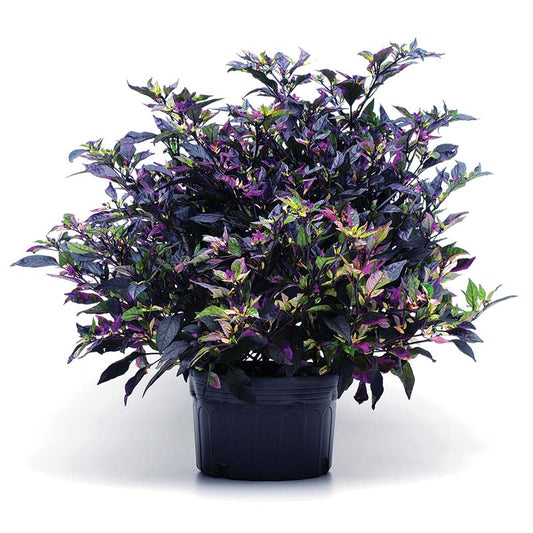 Pepper 'Purple Flash' (4.5")