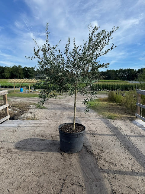 Olea Arbequina ‘Olive Tree’ – #30 Container