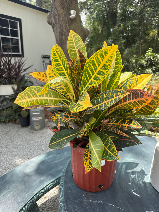 Croton Petra (3 Gallon)