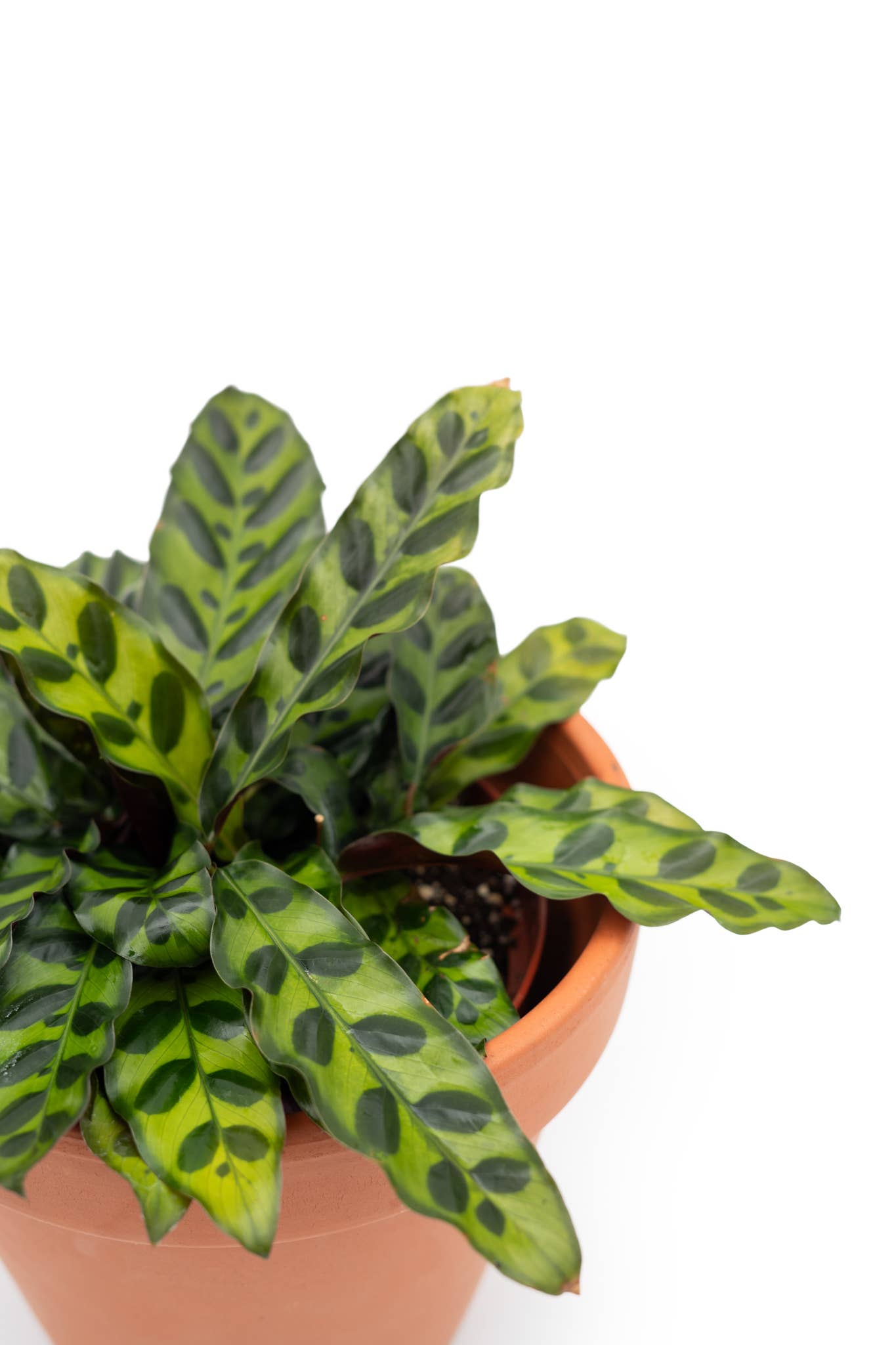 4" Calathea Assorted