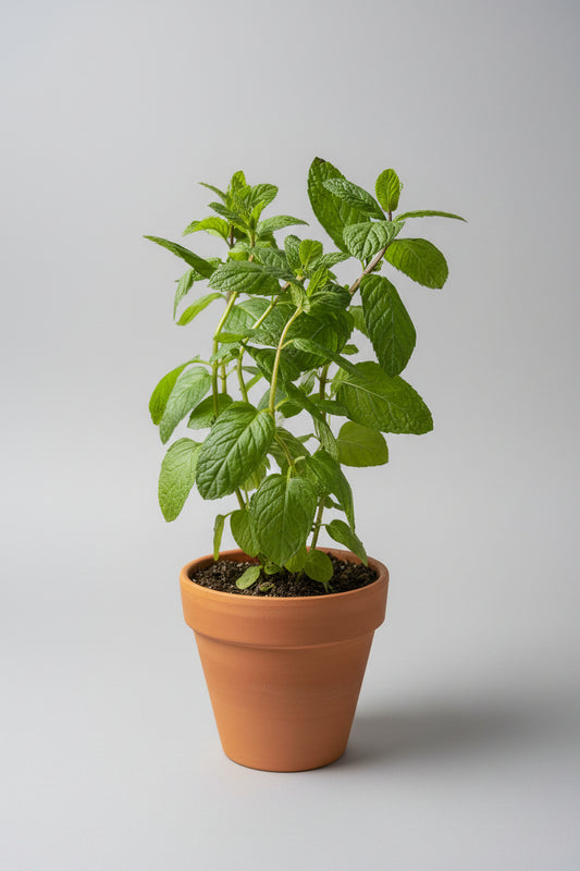 Spearmint Mint 4"