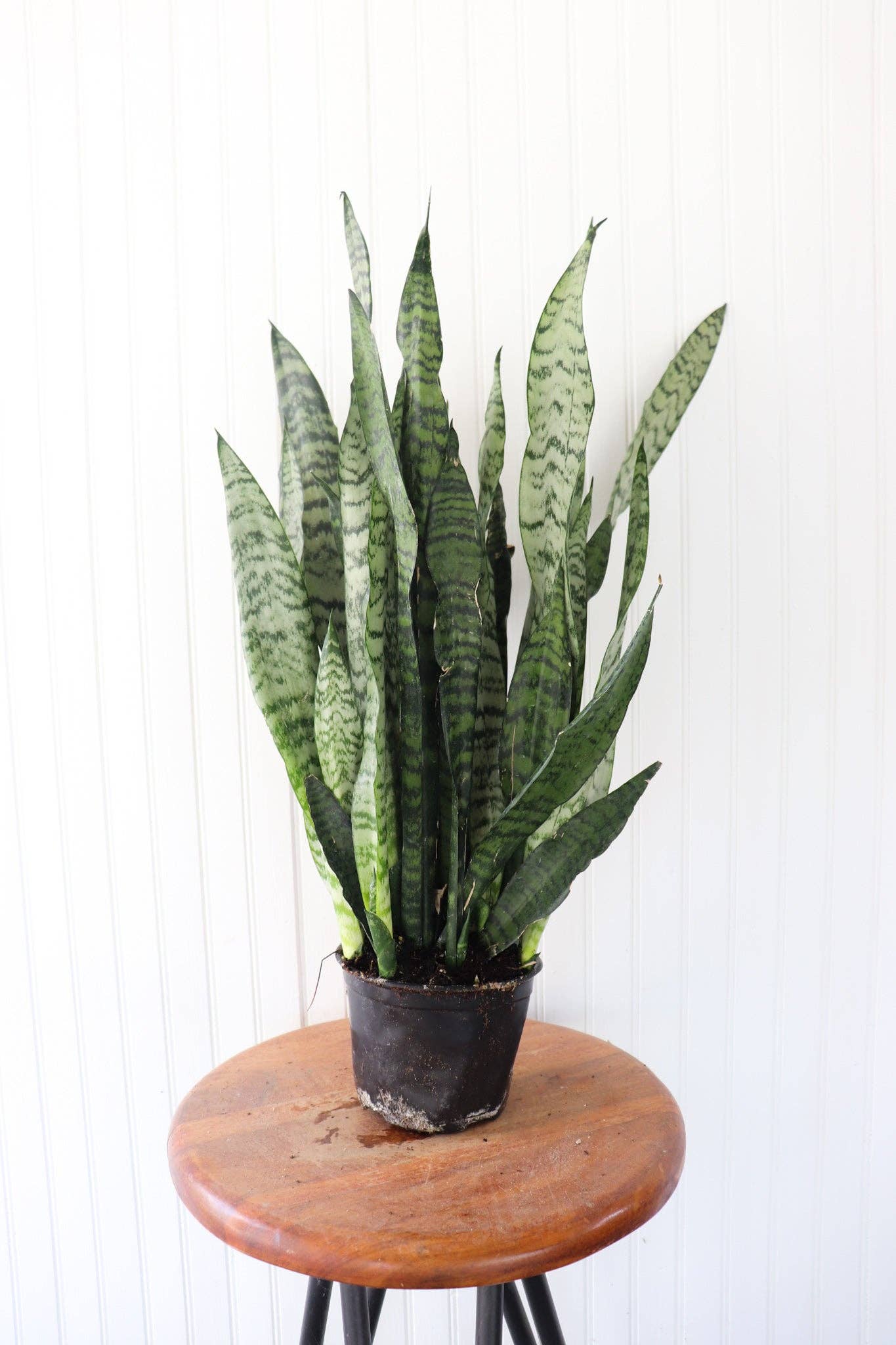 6" Sansevieria | Snake Plant
